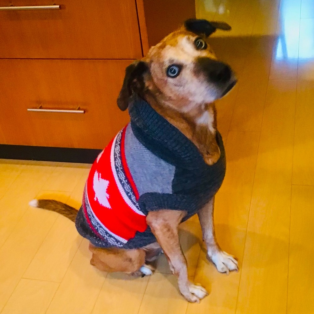 Cute Knitted Dog Sweater With Hood - Picture 2 of 3